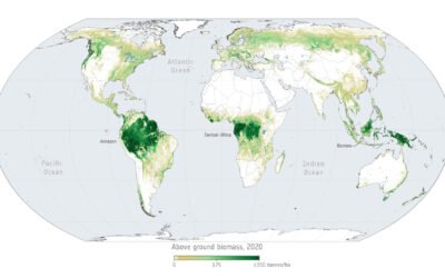 Recovering forests regain a quarter of carbon lost from deforestation