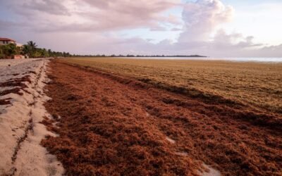 Smelly seaweed bloom heads to Florida