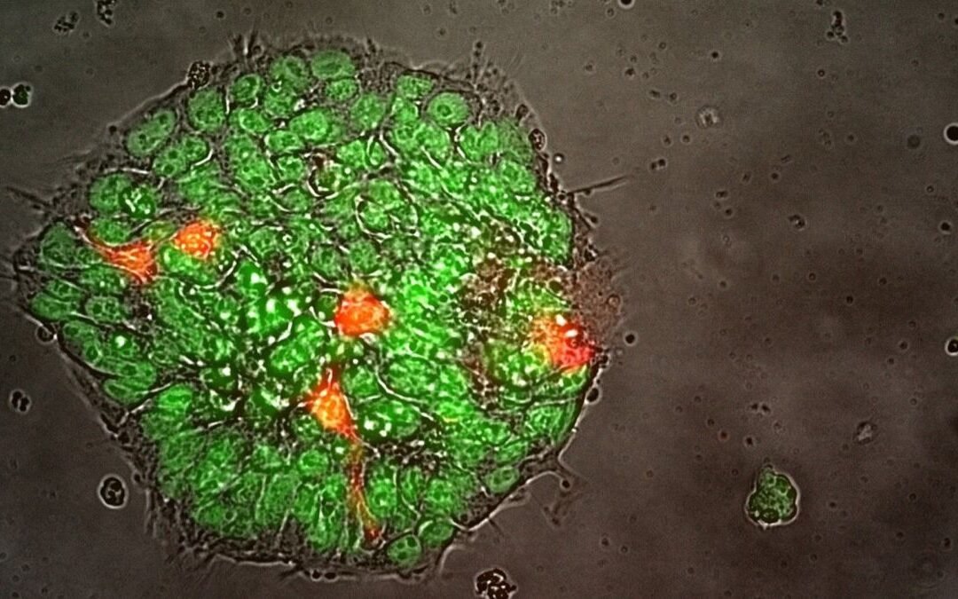SpaceX Ax-2 astronaut mission will grow 1st stem cells in space