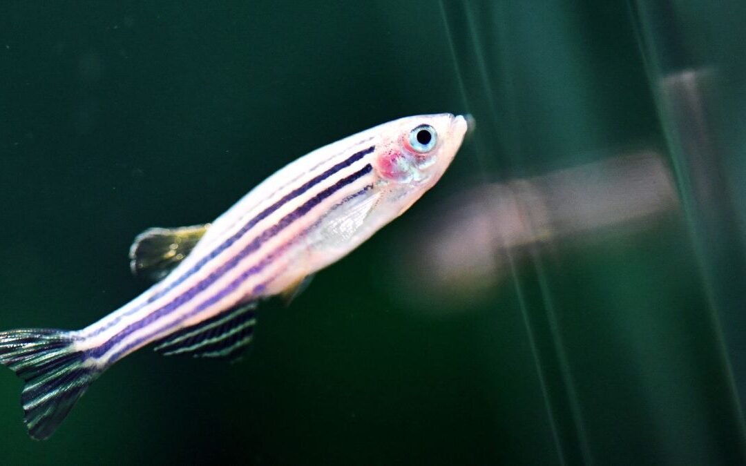 China is sending zebrafish to the Tiangong space station