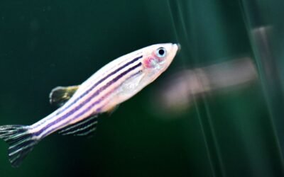 China is sending zebrafish to the Tiangong space station