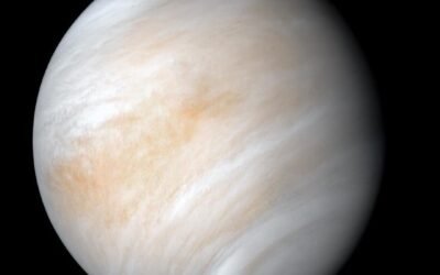 Venus has Clouds of Concentrated Sulfuric Acid, but Life Could Still Survive