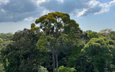 Minding the gap on tropical forest carbon