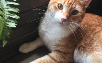 An interview with Taters, the cat who starred in the video streamed from space