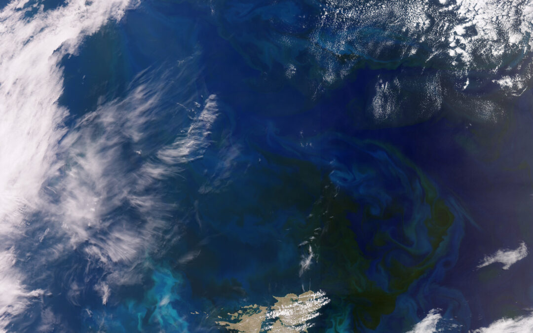 Earth from Space: South Atlantic bloom