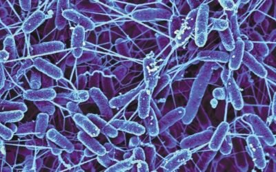 Can We Survive in Space? It Might Depend on How Our Gut Microbiome Adapts