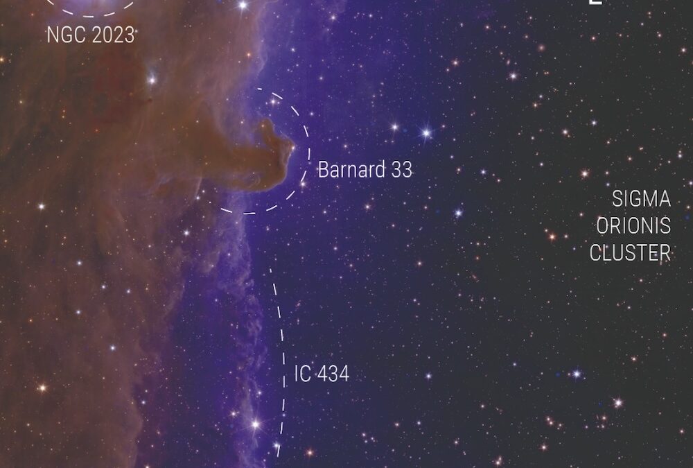 Euclid is Finding Free Floating Planets in Orion Too
