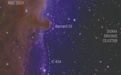 Euclid is Finding Free Floating Planets in Orion Too