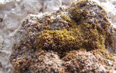 Hardy desert moss might survive on Mars